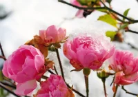 Grußkarte Rosen im Schnee