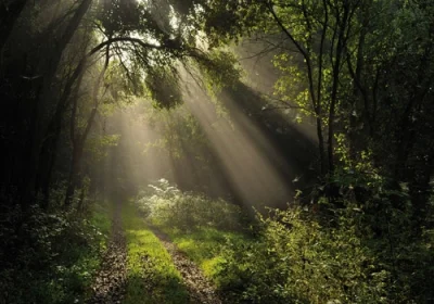 Grußkarte M mit Briefumschlag. Motiv: Waldweg