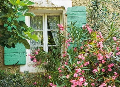 Einfache Postkarte ohne briefumschlag. Motiv: Fenster mit blühendem Oleander, Provence, Frankreich
