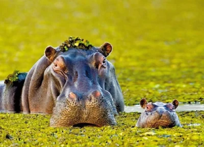 Einfache Postkarte ohne Briefumschlag. Motiv: Flußpferd mit Kalb