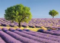 Postkarte Lavendelfelder, Provence