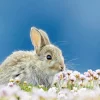 Einfache Postkarte ohne Briefumschlag. Motiv: Wildkaninchen in blühender Strandgrasnelke, Schottland