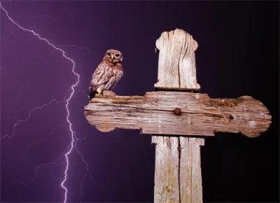 Einfache Postkarte ohne Briefumschlag. Motiv: Steinkauz im Gewitter