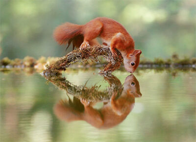 Einfache Postkarte ohne Briefumschlag. Motiv: Eichhörnchen Spiegelbild