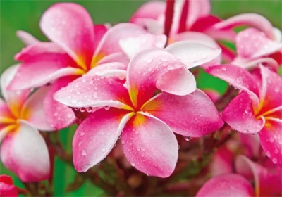 Grußkarte M mit Briefumschlag. Motiv: Pinke Frangipani