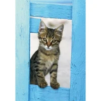 Grußkarte Junge Katze, Griechenland