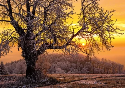 Grußkarte M mit Briefumschlag. Moitv: Alter Kirschbaum im Sonnenaufgang