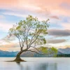 Grußkarte M mit Briefumschlag. Motiv: Baum im Wanaka See (Neuseeland)