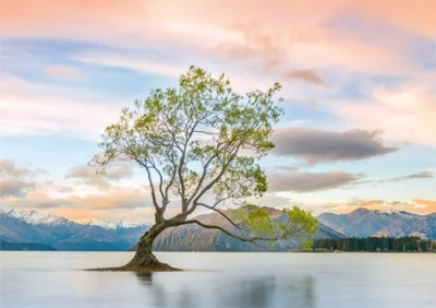 Grußkarte M mit Briefumschlag. Motiv: Baum im Wanaka See (Neuseeland)