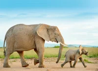 Postkarte Elefantenkalb mit Mutter