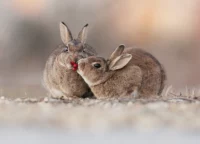 Postkarte Wildkaninchen