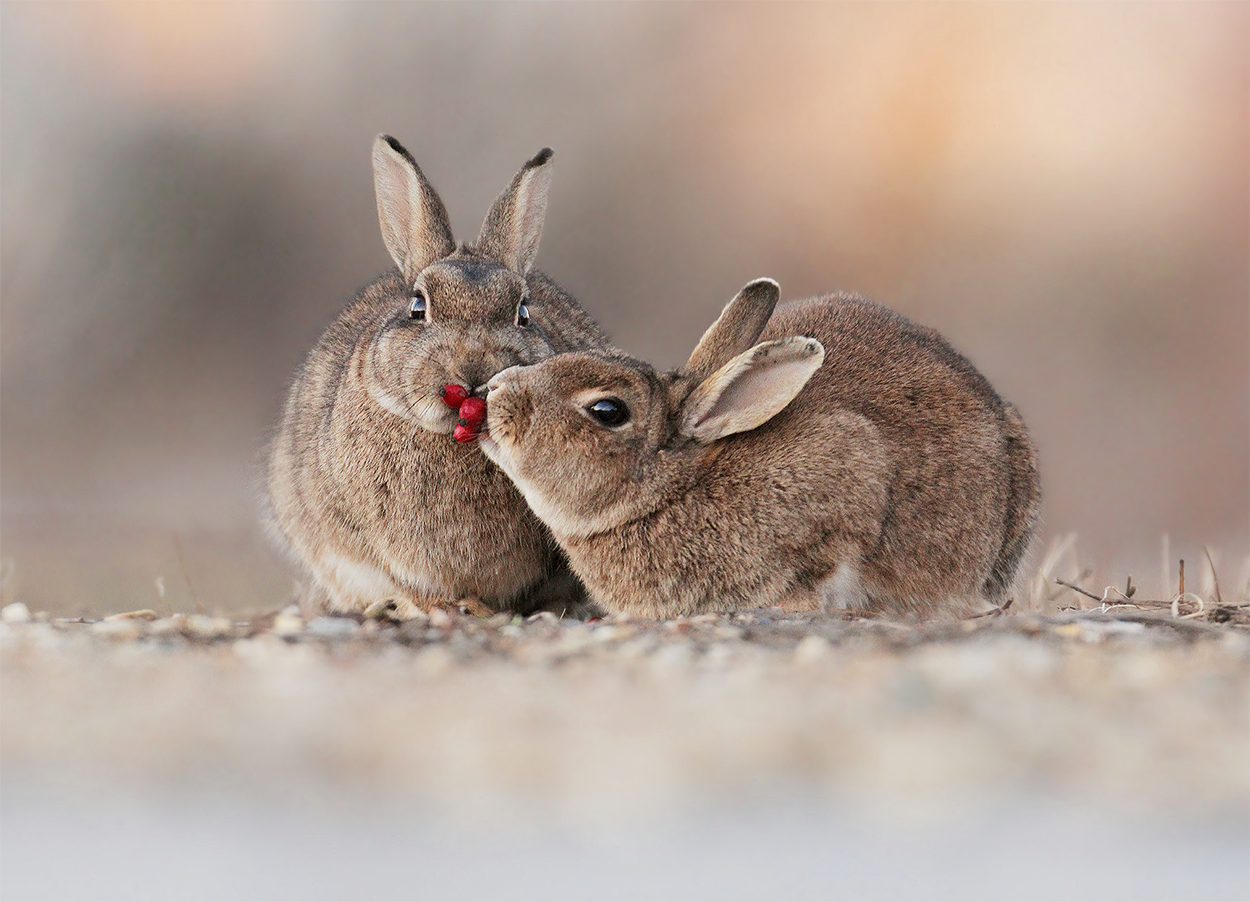 Einfache Postkarte ohne Briefumschlag. Motiv: Wildkaninchen