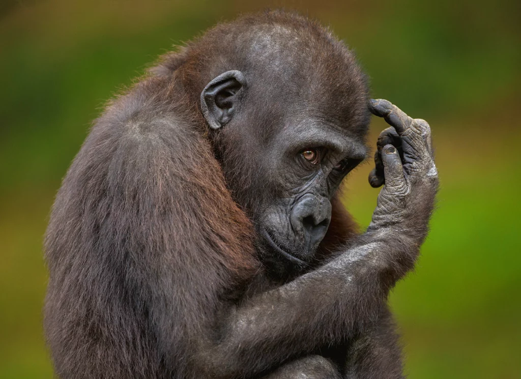 Einfache Postkarte ohne Briefumschlag. Motiv: Junger Gorilla