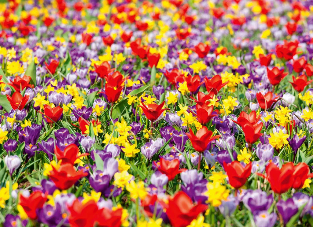 Einfache Postkarte ohne Briefumschlag. Motiv: Frühlingsblumen