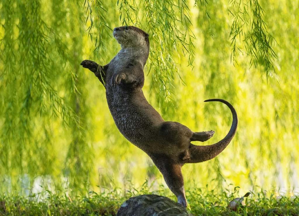 Einfache Postkarte ohne Briefumschlag. Motiv: Otter-Ballerina