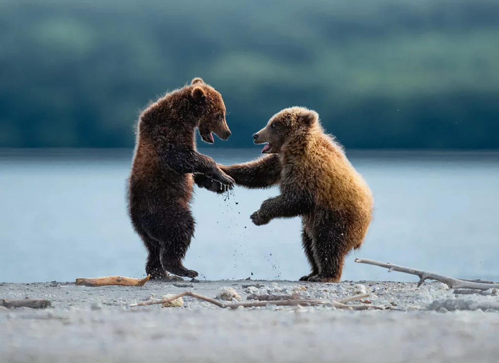 Einfache Postkarte ohne Briefumschlag. Motiv: Teddy-Buddies