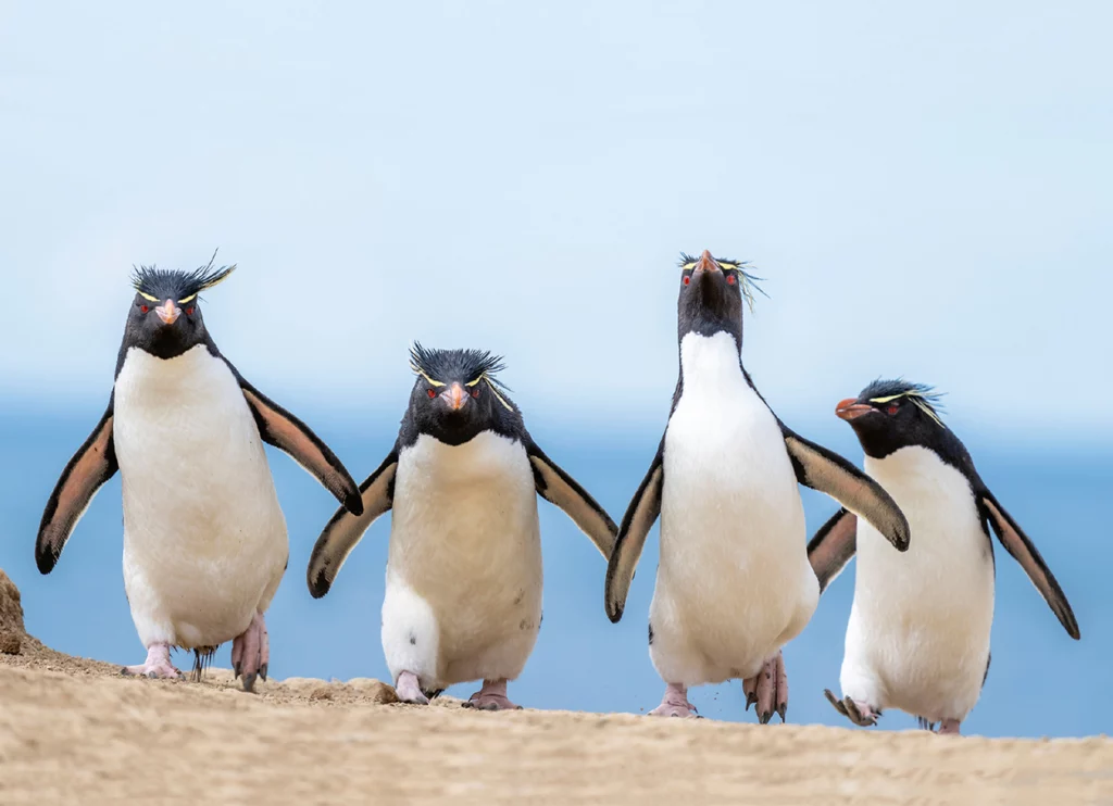 Einfache Postkarte ohne Briefumschlag. Motiv: Pinguin-Gang